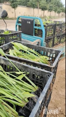 高度30厘米泽泻