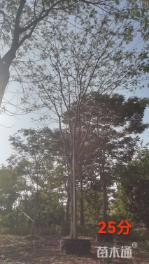 24.31公分凤凰木