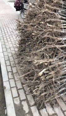 高度110厘米梨树小苗