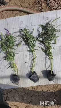 高度30厘米墨西哥鼠尾草