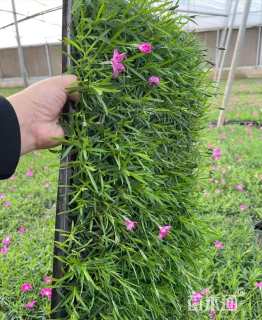 高度5厘米欧石竹