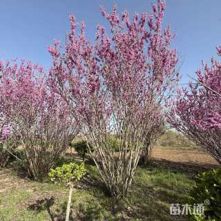 高度500厘米丛生紫荆