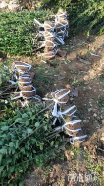 高度120厘米北海道黄杨