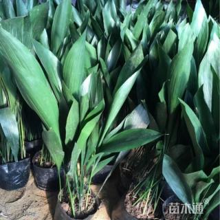 高度50厘米一叶兰