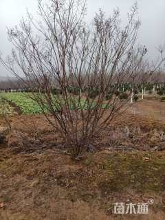 高度250厘米丛生紫薇