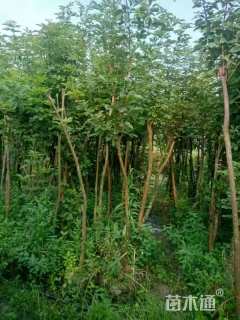 10公分黄花风铃木