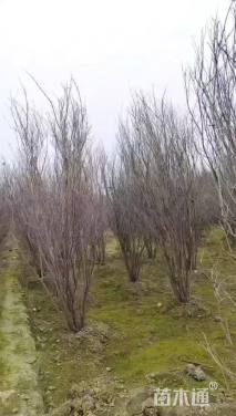 高度250厘米丛生石榴