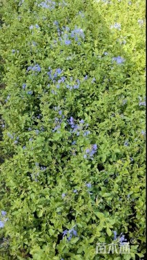 高度25厘米蓝雪花