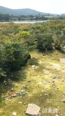 高度50厘米南天竹