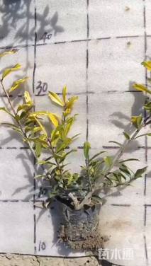 高度30厘米黄金枸骨