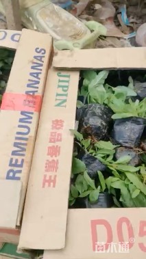 高度30厘米美丽月见草