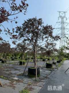 高度250厘米红花继木