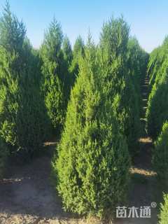 高度150厘米刺柏
