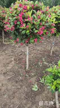 高度150厘米锦带