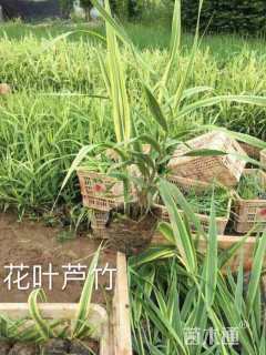 高度25厘米花叶芦竹