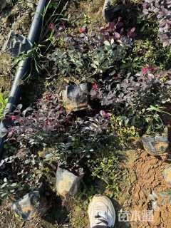 高度25厘米红花继木