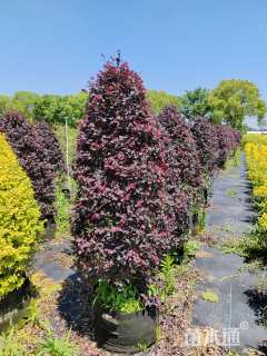 高度140厘米红花继木