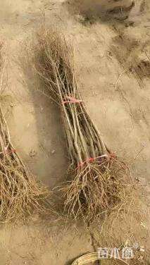 高度80厘米石榴