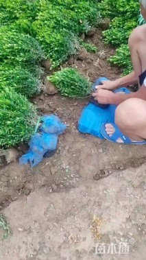 高度50厘米小叶黄杨