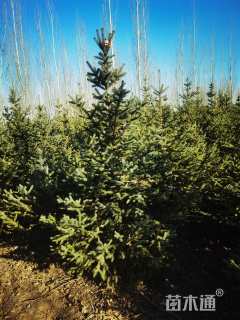 高度300厘米云杉
