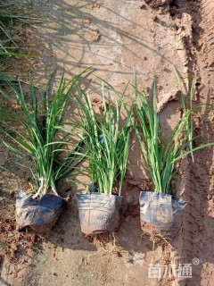 高度20厘米麦冬