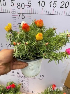 高度15厘米太阳花