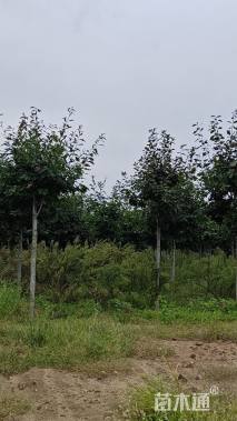 10公分北美红栎