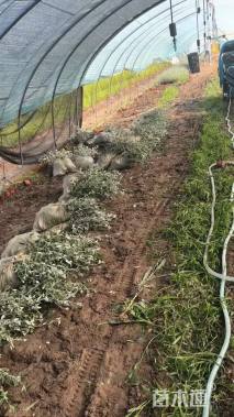 高度15厘米水果兰球