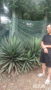 高度100厘米剑麻