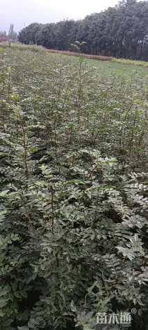 高度100厘米花椒