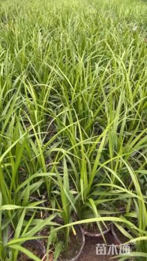 高度35厘米吉祥草