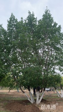 高度600厘米丛生蒙古栎