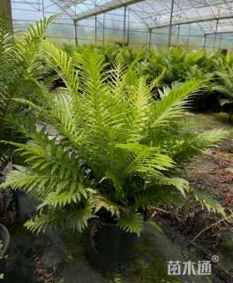 高度30厘米乌毛蕨