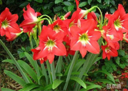 高度30厘米朱顶红