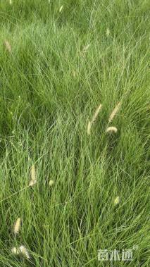 高度20厘米小兔子狼尾草