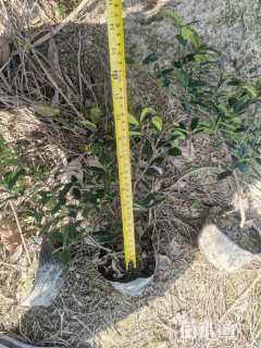 高度30厘米黄金枸骨