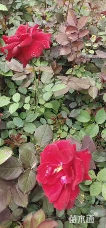 高度30厘米月季