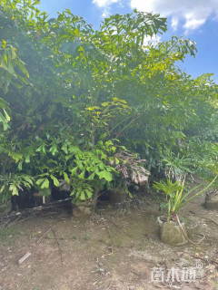 裸干高100厘米鱼尾葵