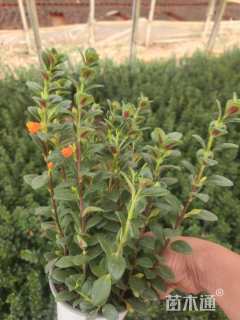 高度20厘米袋鼠花