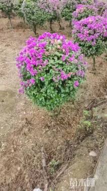 高度120厘米紫花三角梅