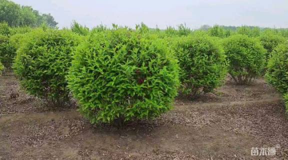 高度100厘米红王子锦带球