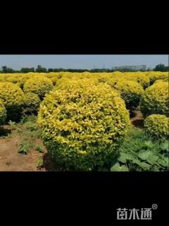 冠幅120厘米金冠女贞球