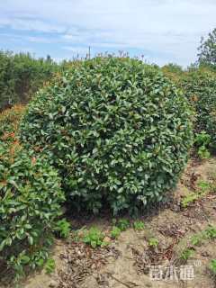 冠幅250厘米红叶石楠球