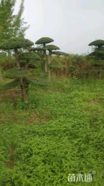 12公分对节白蜡