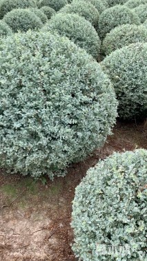 高度120厘米银姬小蜡