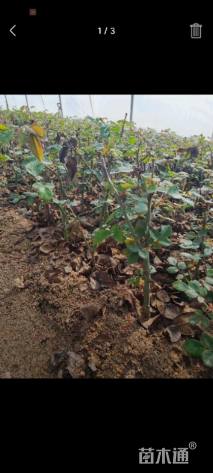 高度20厘米月季