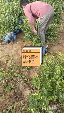 高度80厘米连翘