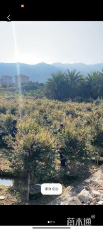 高度200厘米嘉宝果