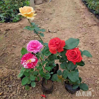 高度25厘米丰花月季小苗