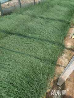 高度10厘米粉黛乱子草